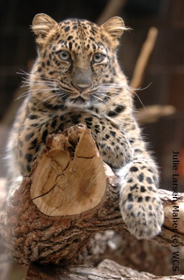 http://www.wcswildlifetrade.org/Portals/80/photos/PersianLeopard.jpg