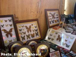 Taxidermy specimens, including mounted insects/butterflies