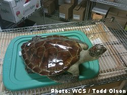 Turtle Shells